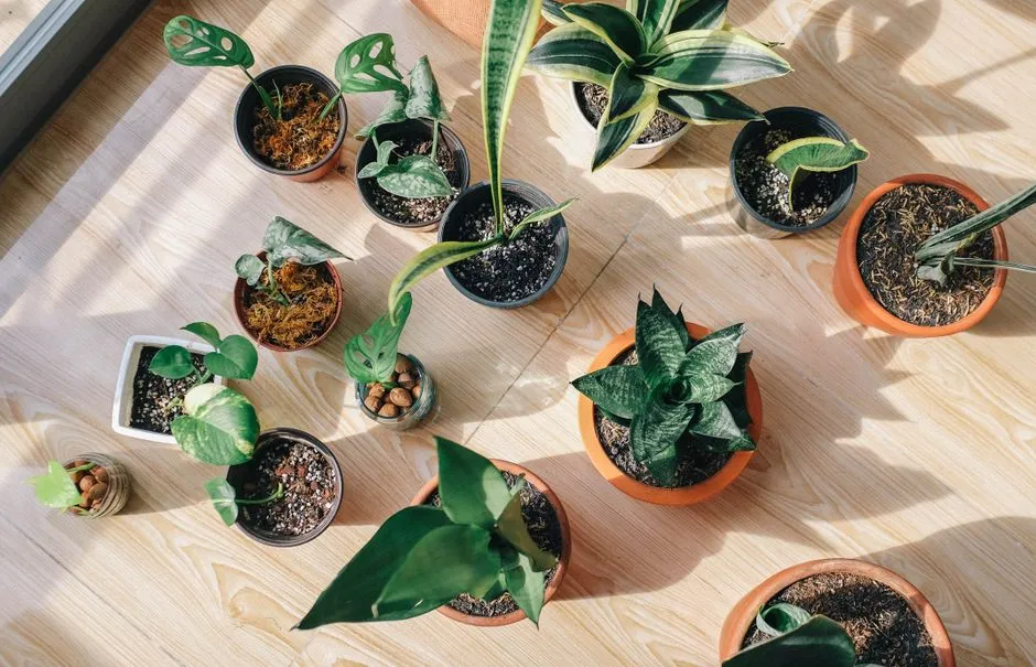 Fikus sprzyjający feng shui: 5 roślin doniczkowych, które przyciągną harmonię do Twojego domu