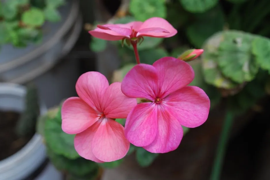 Jak Sadzić Pelargonie? 5 Sekretów Bujnego Kwitnienia na Balkonie