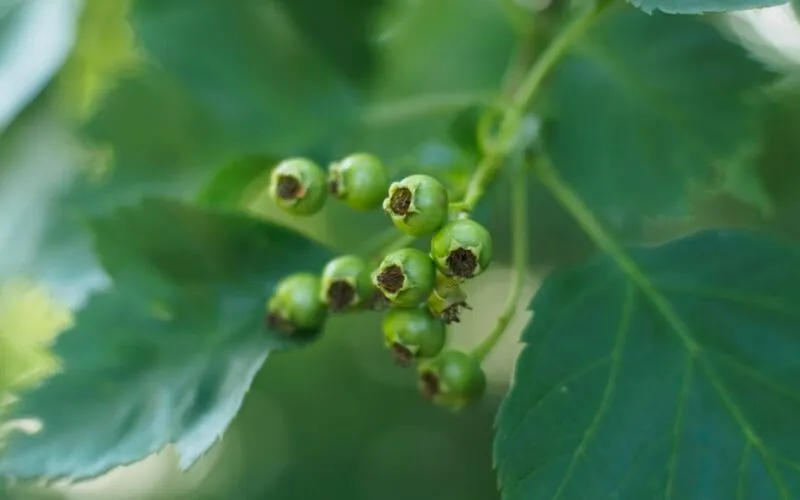 Jak Pielęgnować Porzeczki? 5 Sekretów Obfitych Plonów