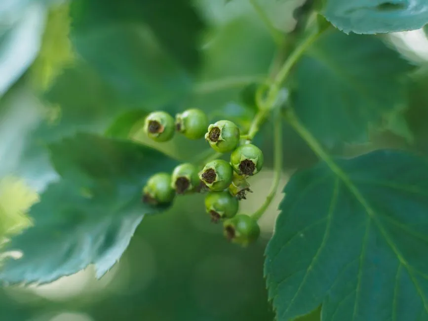 Jak Pielęgnować Porzeczki? 5 Sekretów Obfitych Plonów