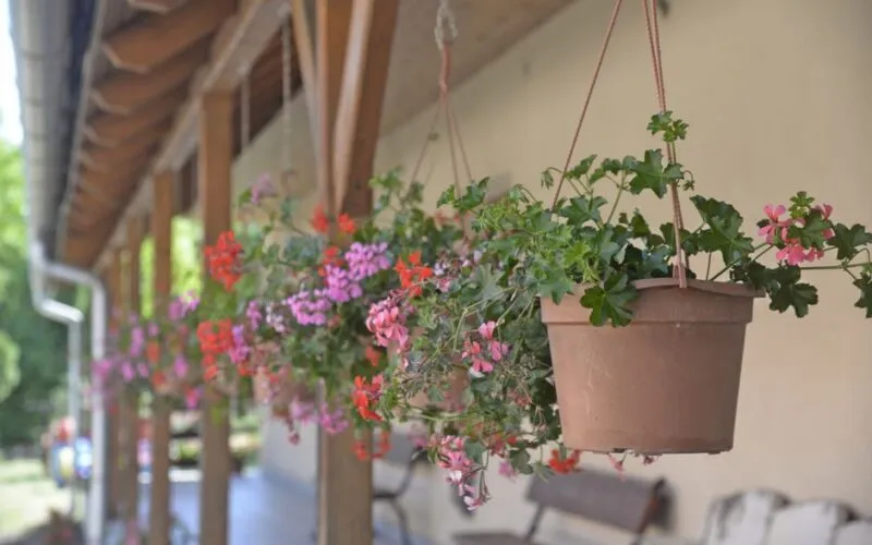 5 domowych nawozów z drożdży do pelargonii na bujne kwitnienie