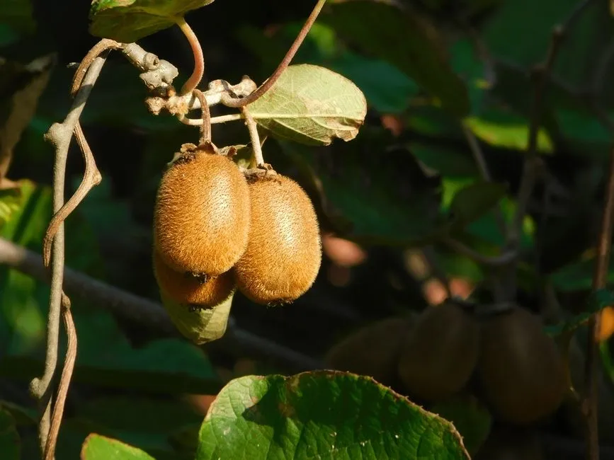 Uprawa kiwi w doniczce na balkonie – kompletny poradnik dla odważnych
