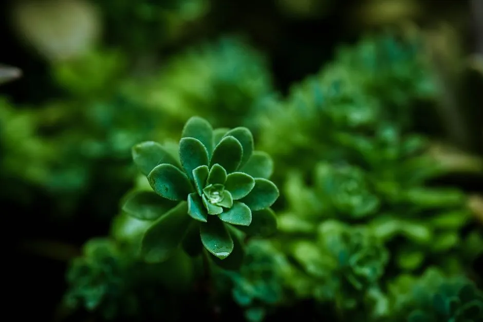 Zamiokulkas na balkonie – 5 Złotych Zasad Pielęgnacji w 2025