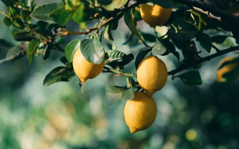 5 Najczęstszych Chorób Cytryny w Doniczce – Objawy i Leczenie