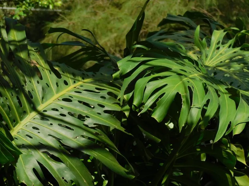 Monstera w Ogrodzie: Kompletny Poradnik o Stanowisku i Pielęgnacji