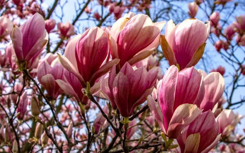 Magnolia nawożenie – 3 domowe sposoby na obfite kwitnienie