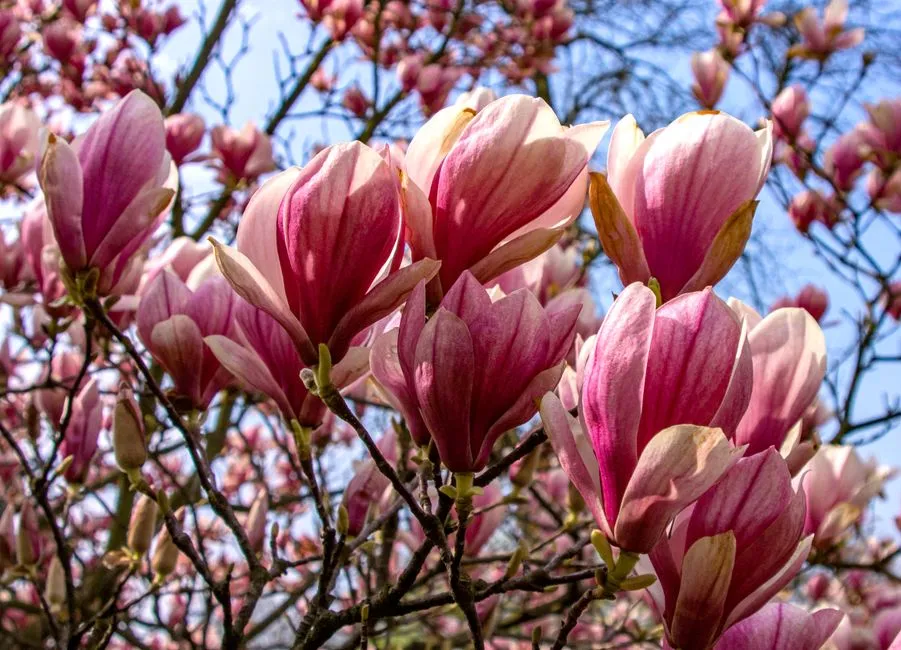 Magnolia – Kiedy Kwitnie? Kompletny Kalendarz Kwitnienia Odmian