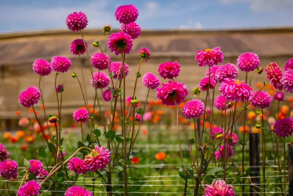 Dalie zimą: 5 Sprawdzonych Sposobów na Ich Bezpieczne Przechowanie