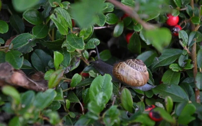 Naturalne metody zwalczania ślimaków w ogrodzie – 7 domowych i chemicznych sposobów