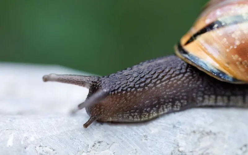 Jak zrobić slime z białego kleju? Prosty przepis krok po kroku!