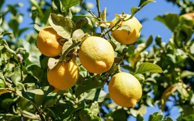 Jak Rozmnażać Cytrynę w Doniczce? 5 Sprawdzonych Metod Krok po Kroku