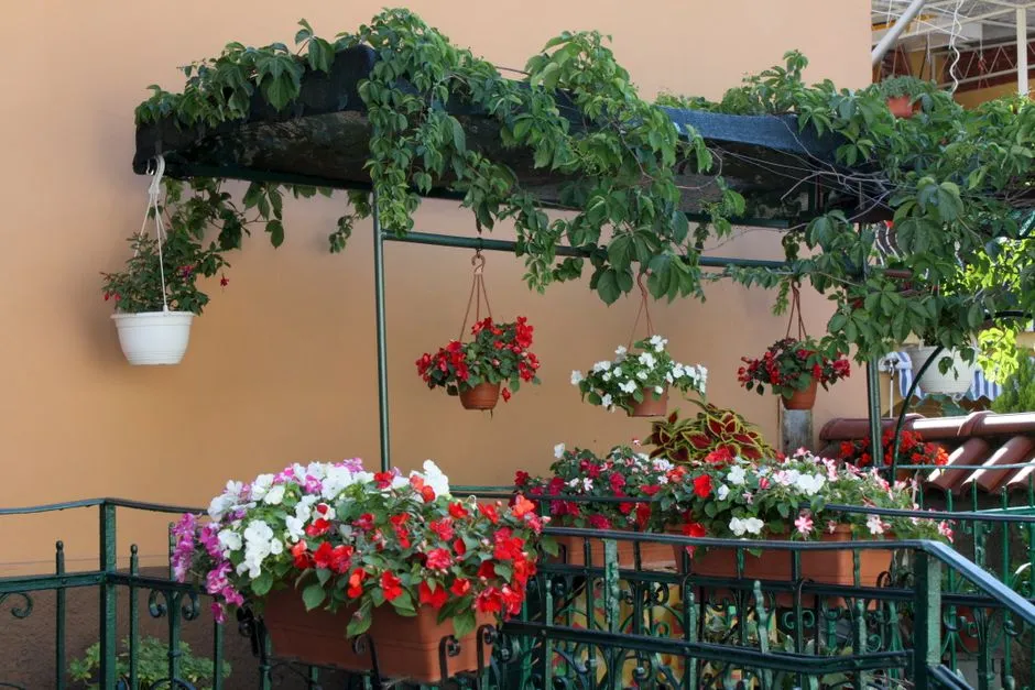 7 Najlepszych Pnączy w Doniczce do Domu i na Balkon