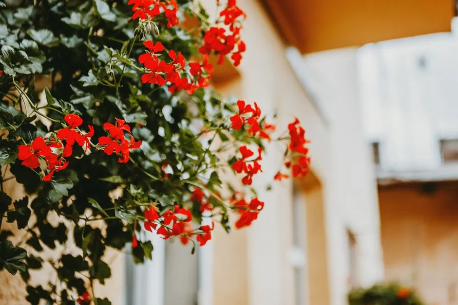 Zimowy balkon: 5 roślin kwitnących w mroźne miesiące