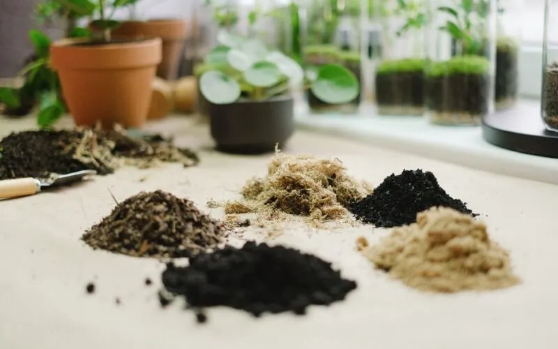 Sekrety idealnej gleby pod warzywa w ogrodzie – poradnik dla początkujących