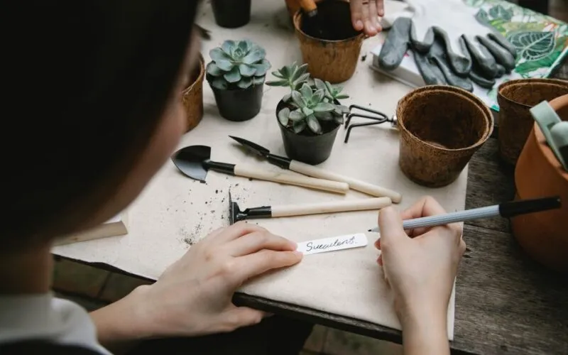 Jak projektować ogród dla początkujących krok po kroku? Plan od A do Z