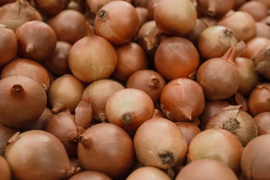 Jak Uprawiać Cebulę na Balkonie? Kompletny Poradnik Krok po Kroku