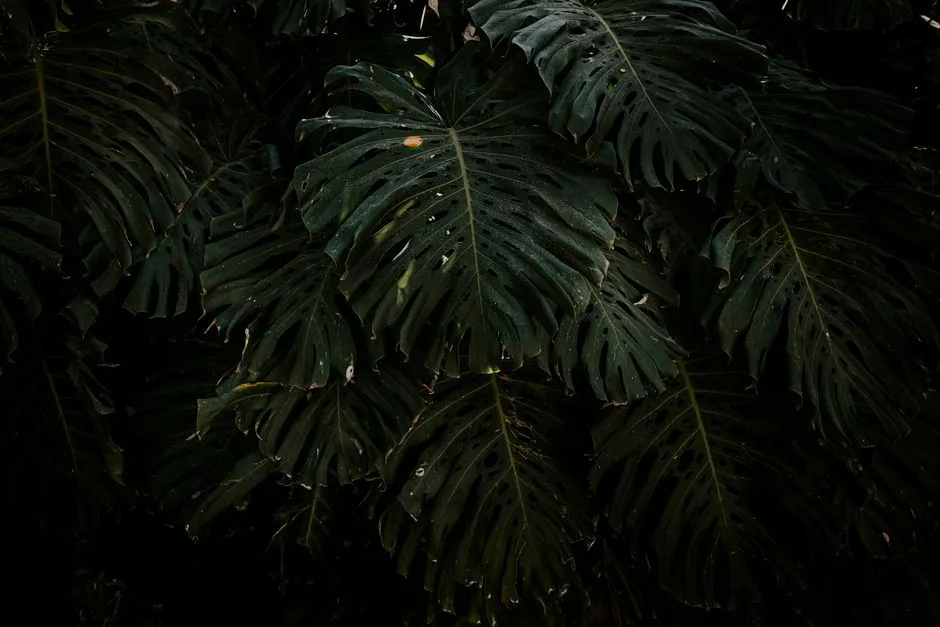 Monstera w Ogrodzie: Kompletny Poradnik o Stanowisku i Pielęgnacji