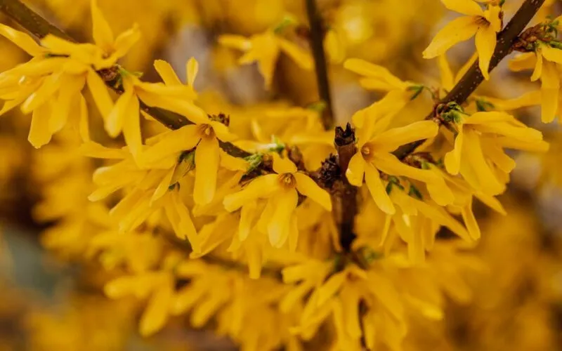 Forsycja Stanowisko w Ogrodzie – Gdzie Sadzić, by Kwitła Najpiękniej?
