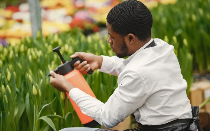 5 Złotych Zasad Nawożenia Róż - Kompletny Poradnik dla Ogrodników