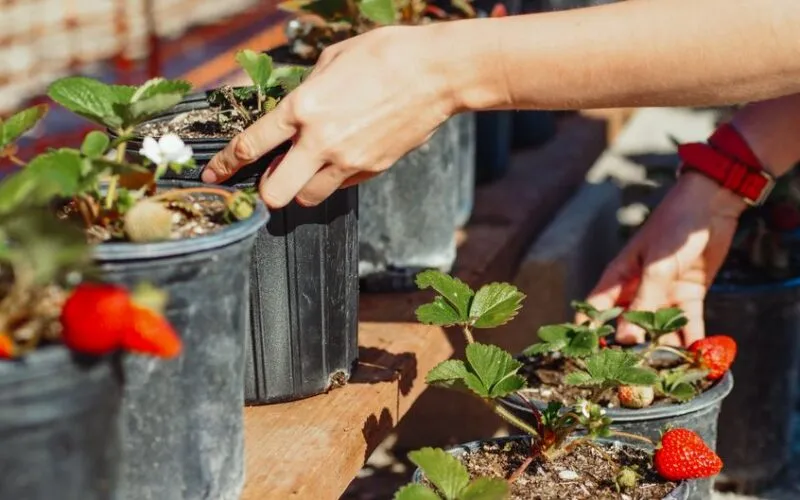 Kiedy Przycinać Truskawki? Kompletny Poradnik na Wiosnę i Po Owocowaniu