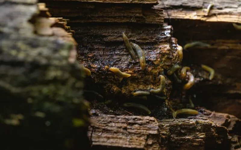 Naturalne metody zwalczania ślimaków w ogrodzie – 7 domowych i ekologicznych sposobów