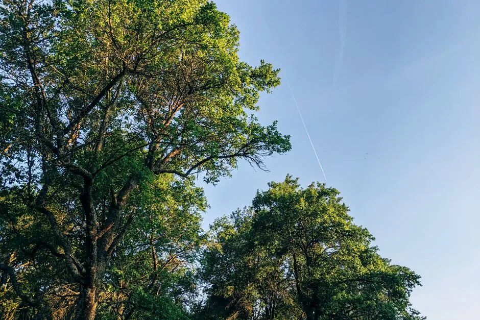 Funkia nawożenie – 5 Sekretów Bujnych Liści, Które Musisz Znać