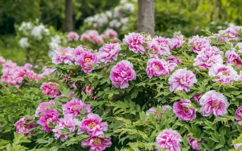 Vibrant pink peony bushes blooming in lush garden setting, showcasing nature's beauty.