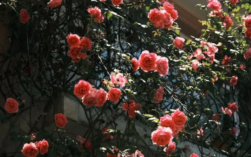 Beautiful pink climbing roses basking in warm sunlight on a building facade.