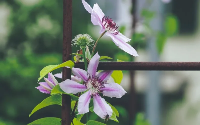 Beautiful blooming clematis flowers with raindrops on a garden trellis, showcasing nature's vibrant colors.