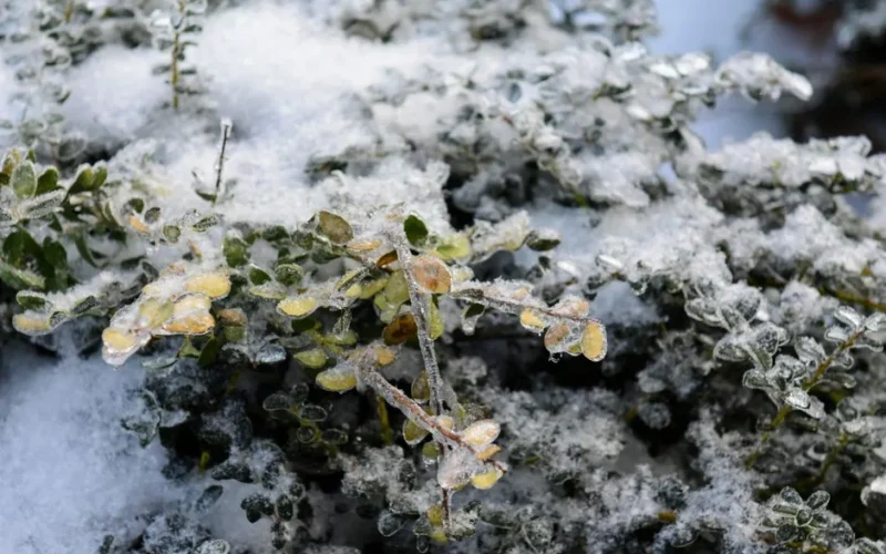 Detailed view of plants covered in snow and ice during winter season.