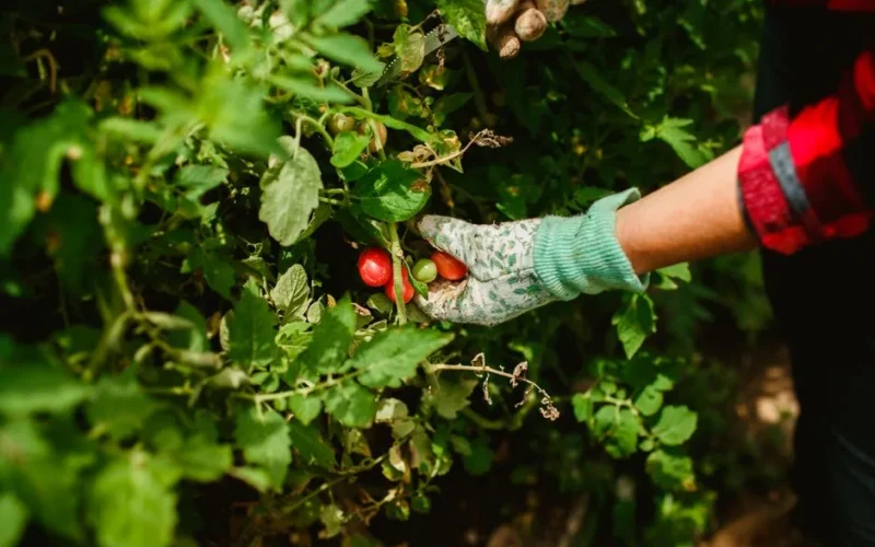 Close-up of a gardener handpicking vibrant cherry tomatoes in a lush green garden.