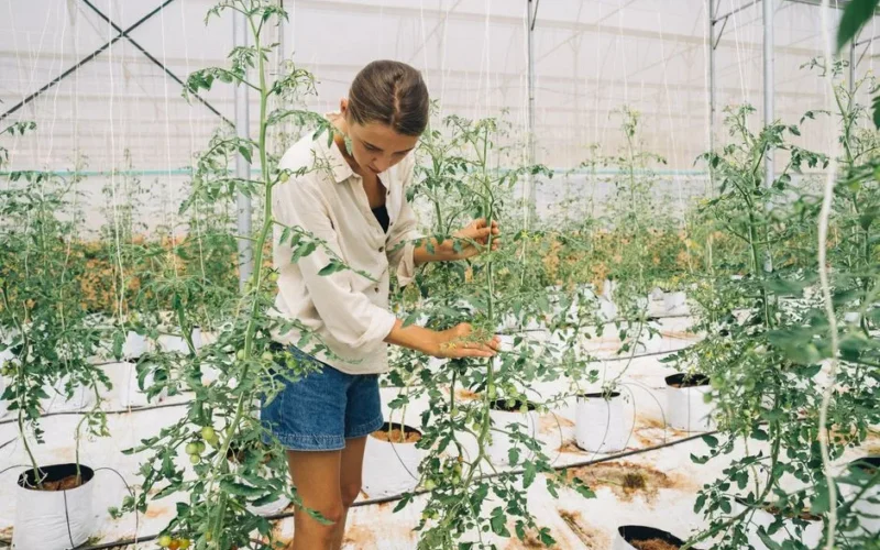 A female farmer carefully tending tomato plants inside a modern greenhouse.