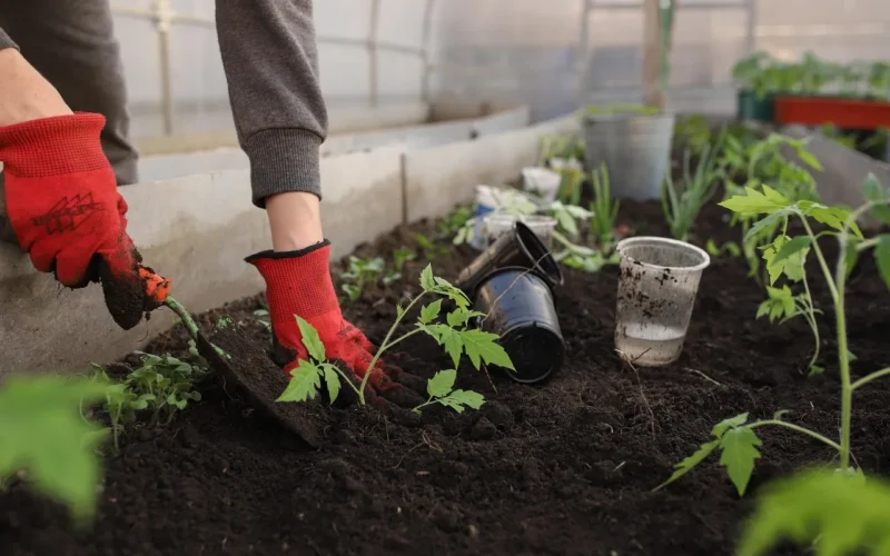 szklarnia, planting, natura, wiosna, łóżka, kobieta, piękne kwiaty, dziewczynka, seedlings, tomatoes, rośliny, peppers, garnki, ziemia, czarnoziem, kwiat tło, garden, vegetable garden, shovel, flowers, vegetables, fruits, dom, young, tapeta kwiatowa, nudny