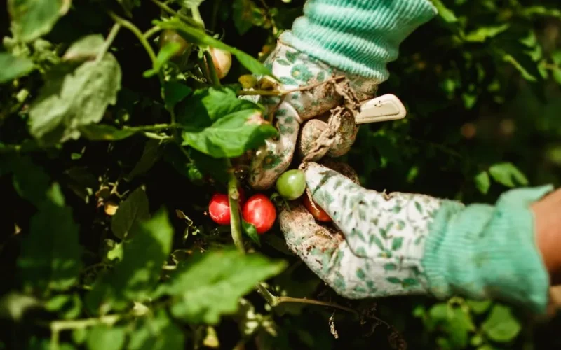 Close-up of hands in gloves picking tomatoes in lush green garden.