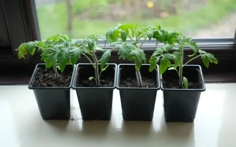 Four potted tomato seedlings on a window sill, perfect for home gardening enthusiasts.