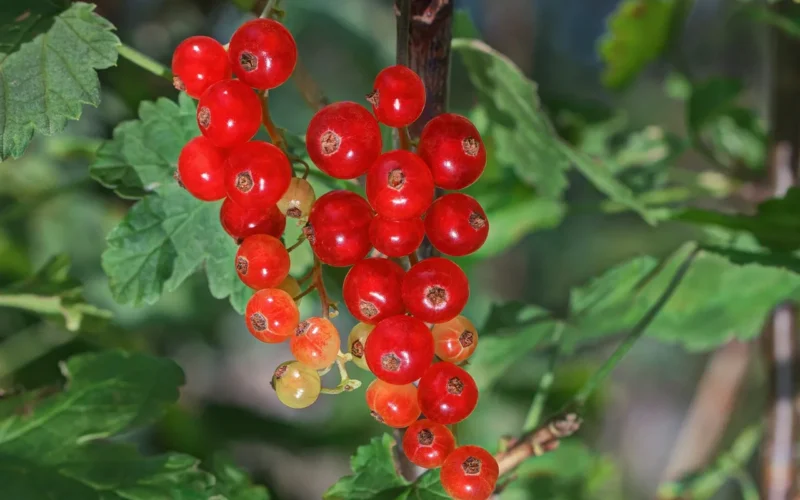 porzeczka, owoce, witaminy, czerwony, ogród, jagody, jedzenie, odżywianie, zdrowy, czerwone żeberka, natura, red currant, dojrzały, blisko
