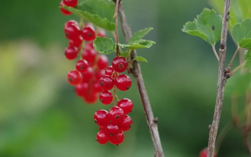 Vibrant red currants on a branch with green leaves, highlighting natural growth.