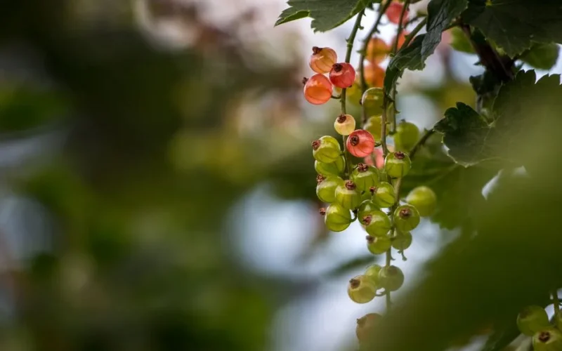 Vibrant close-up of ripening currants on a bush with blurred green foliage.