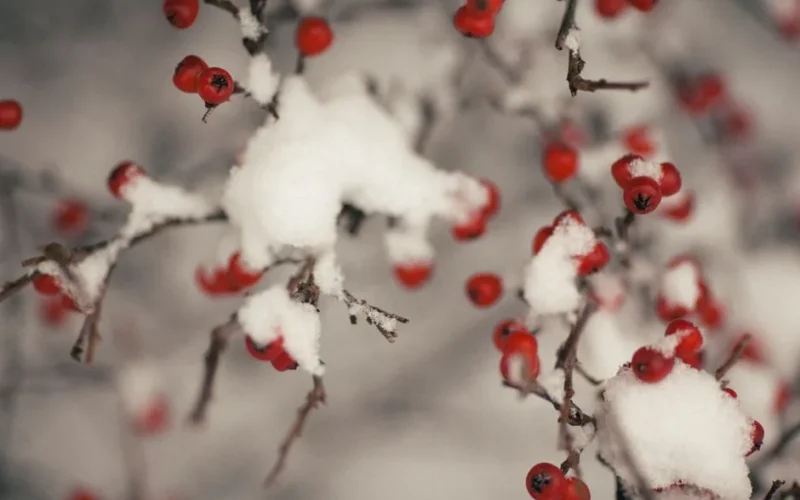 Close-up of red berries dusted with snow on branches in a winter setting.