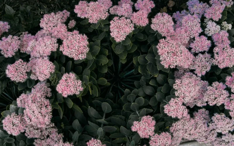 Beautiful close-up of pink orpine flowers with lush green leaves in a garden setting.