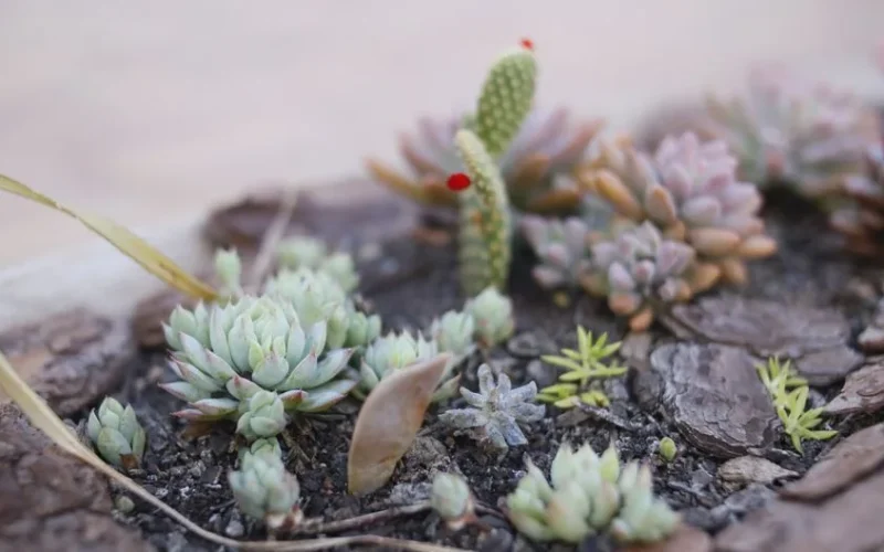 Vibrant close-up of a succulent garden showcasing variety in species and colors.