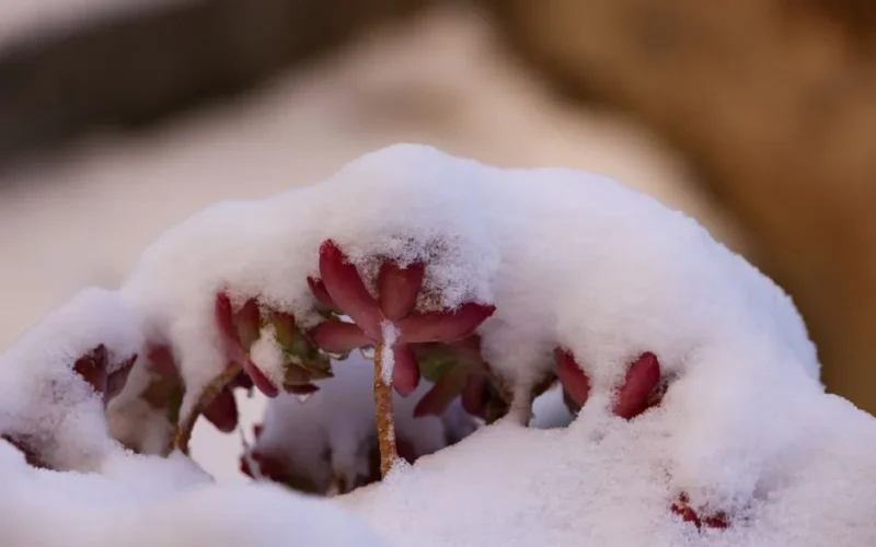 A close-up of a succulent plant covered in fresh winter snow, showcasing nature's resilience.