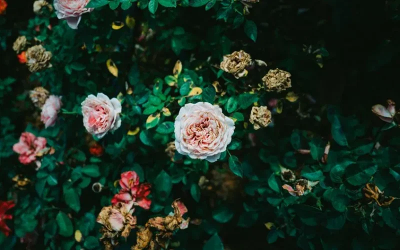 Captivating garden scene with vibrant blooming and fading roses amidst lush greenery.