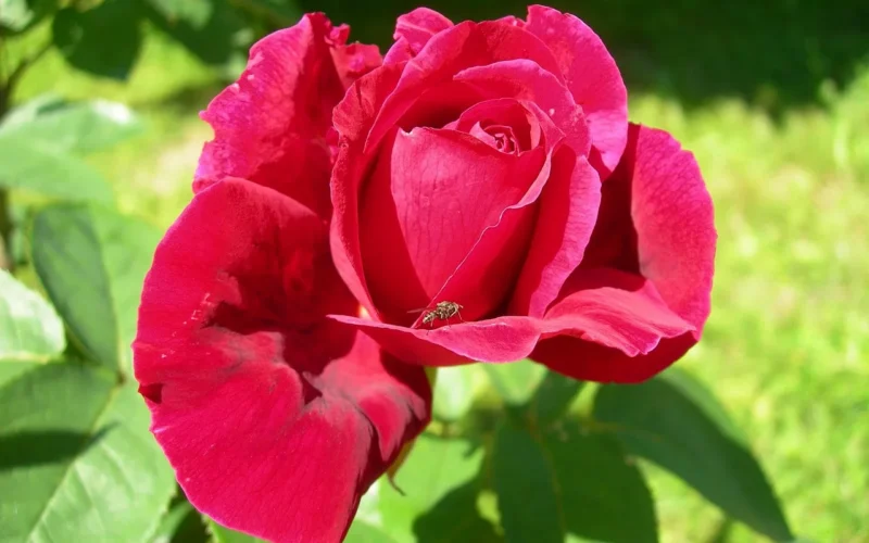 red rose, rose garden, owad