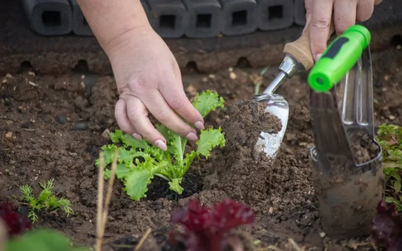 Gardener planting lettuce in soil with a trowel, showcasing hands-on gardening skills.