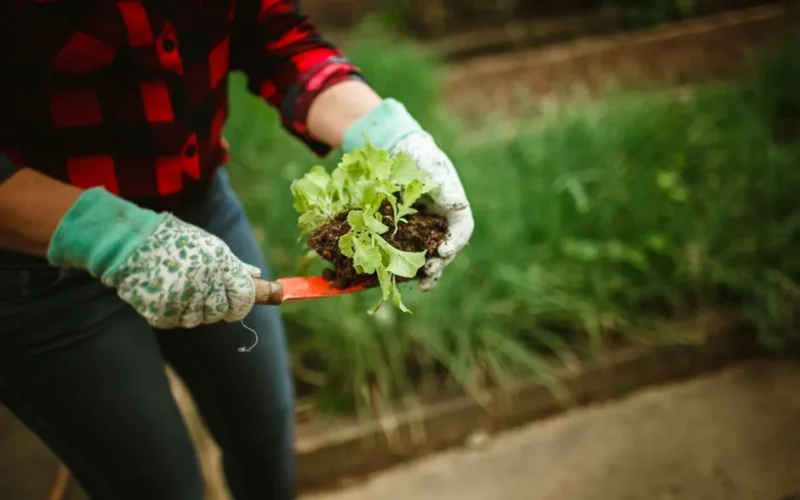 A person planting lettuce with gardening gloves and a trowel in an outdoor garden.