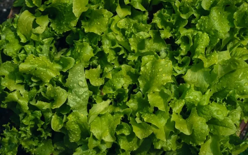 Close-up of fresh green lettuce leaves with water droplets, showcasing natural freshness.