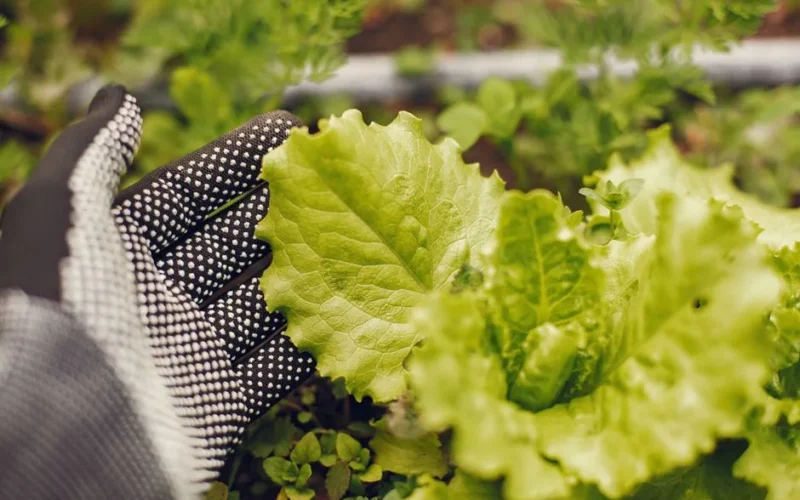 Close-up of a gloved hand harvesting fresh lettuce leaves in a garden.