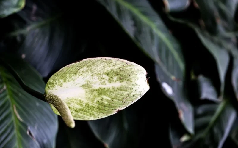 Macro shot of a Peace Lily bloom with lush green leaves. Perfect for nature and botanical themes.