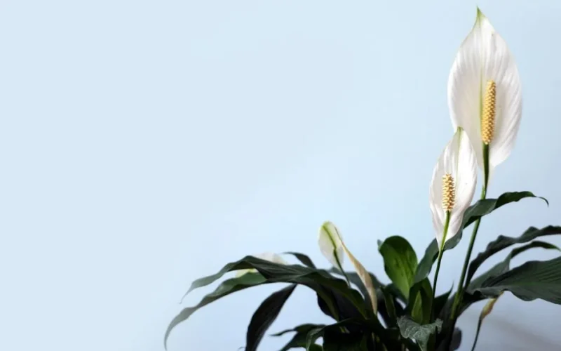 Beautiful peace lily plant with white blooms and lush green leaves against a light background.